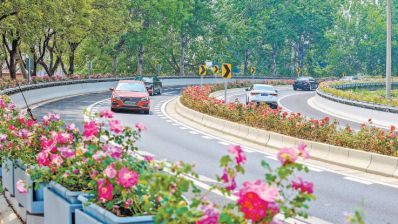 北京四环戴上世界首个城市月季花环