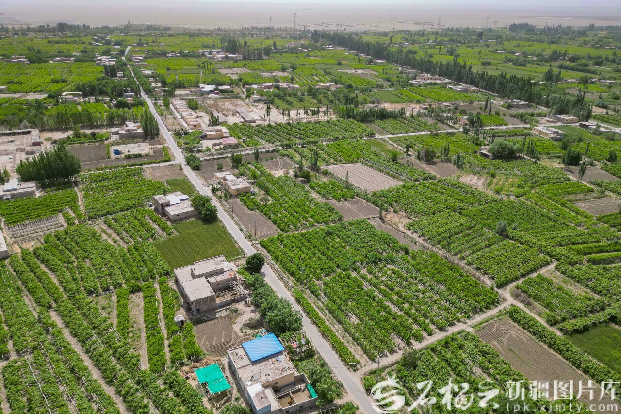 5月18日在于田县兰干乡也台吐努克村拍摄的葡萄园。