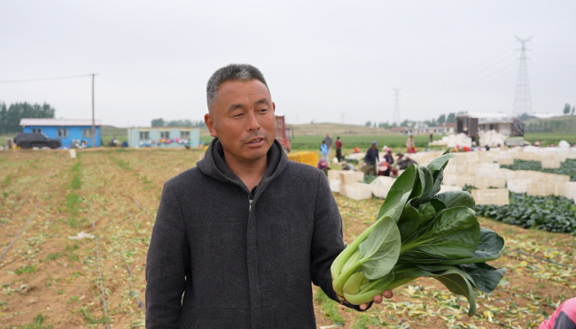一肥六效鲁花花生肽肥的化肥替代之路(图1)