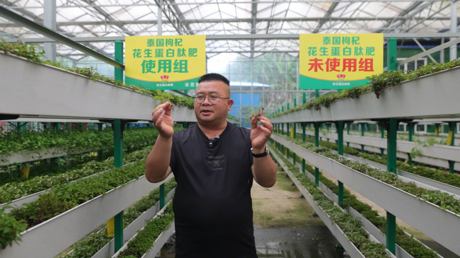 一肥六效鲁花花生肽肥的化肥替代之路(图6)