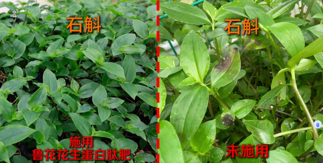 一肥六效鲁花花生肽肥的化肥替代之路(图2)