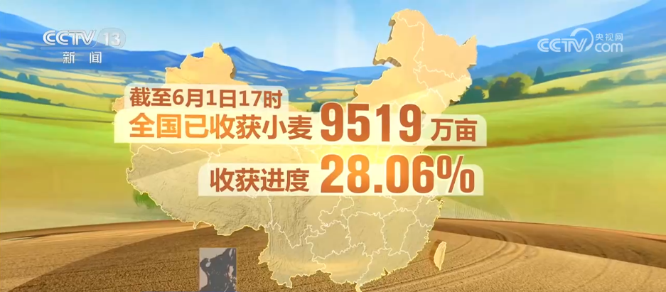 从“三夏”麦收地图寻找丰收答案“抢收+烘干”双管齐下助稳产增收