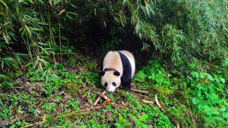 美丽中国行丨“熊猫老家”筑牢国宝生态家园