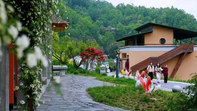 美丽中国行｜来草池湾村，和朱鹮做邻居！