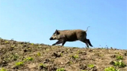网传北川某小区野猪伤人