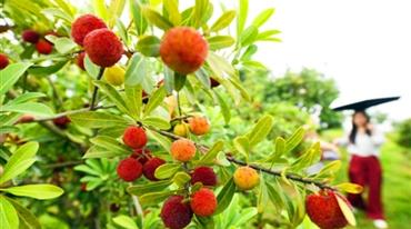 “杨梅”正名