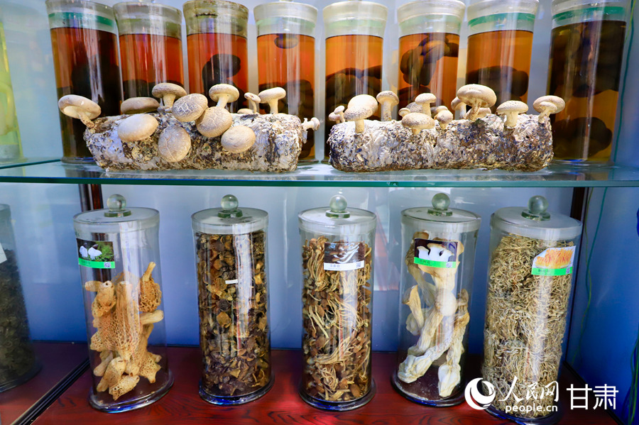 甘肃省食用菌遗传育种重点实验室中展示的祁连山菌物干制标本。人民网记者 焦隆摄 甘肃省食用菌遗传育种重点实验室中展示的祁连山菌物干制标本。人民网记者 焦隆摄