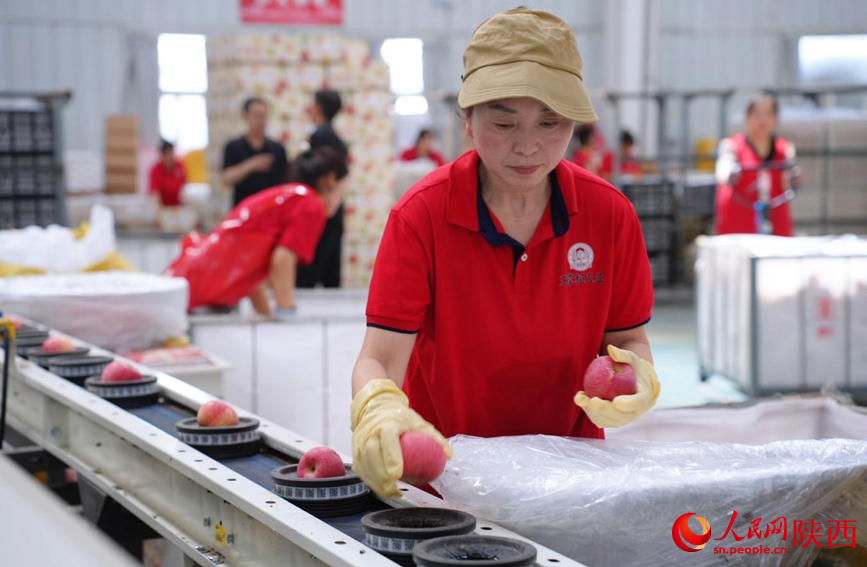6月16日，线在王掌柜数字农业分选中心，开局看中科技工人正对苹果进行分选。国苹果上人民网记者 孙挺摄