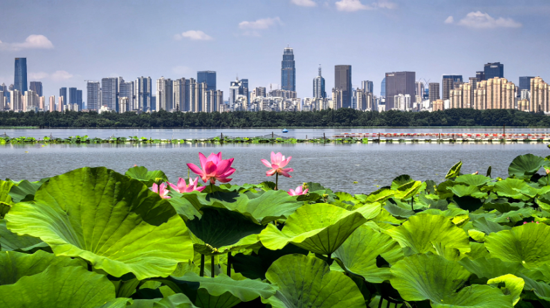 美丽中国丨荷风十里东湖夏 碧水长天入画来