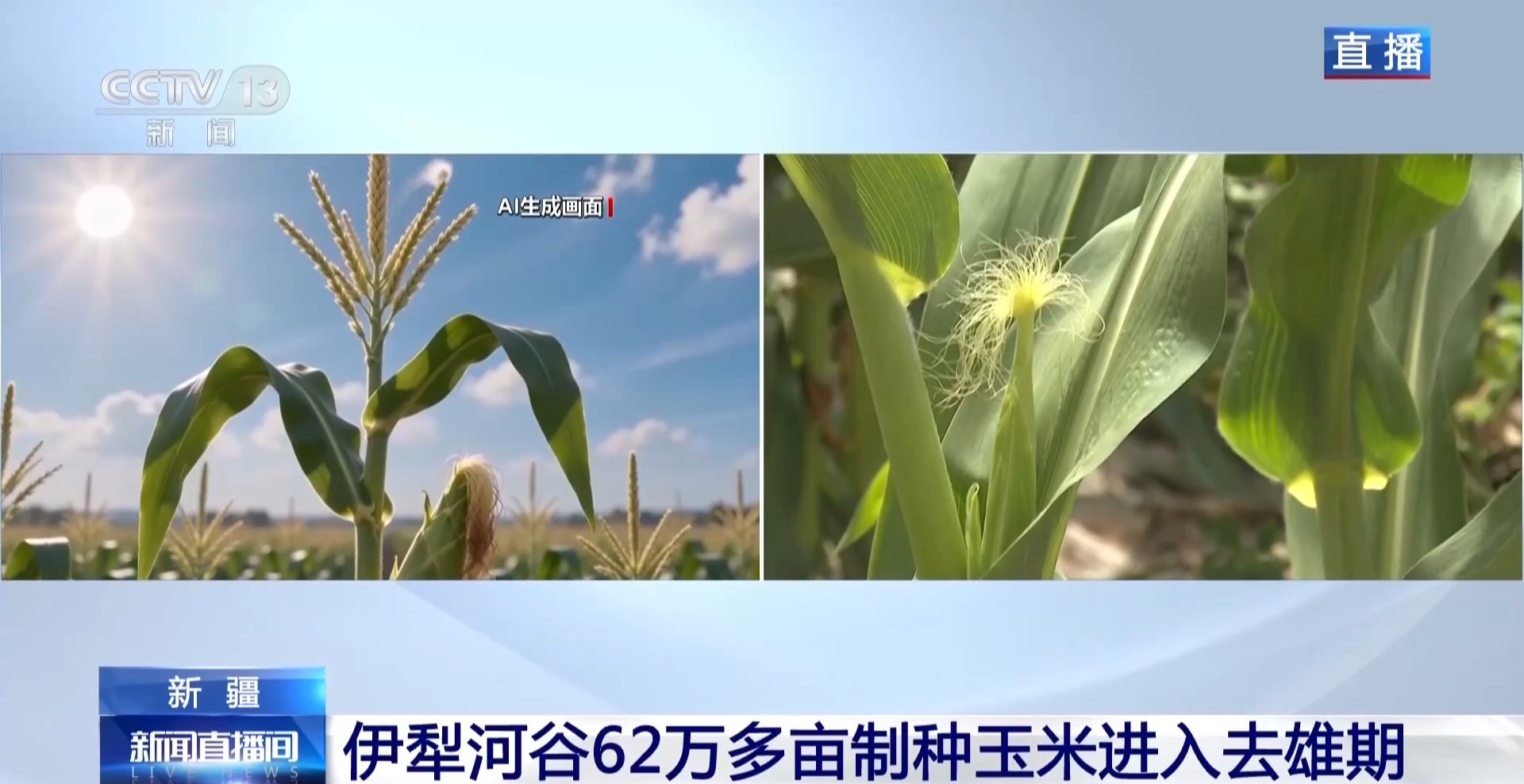 田间地头显身手看机器人如何高效作业