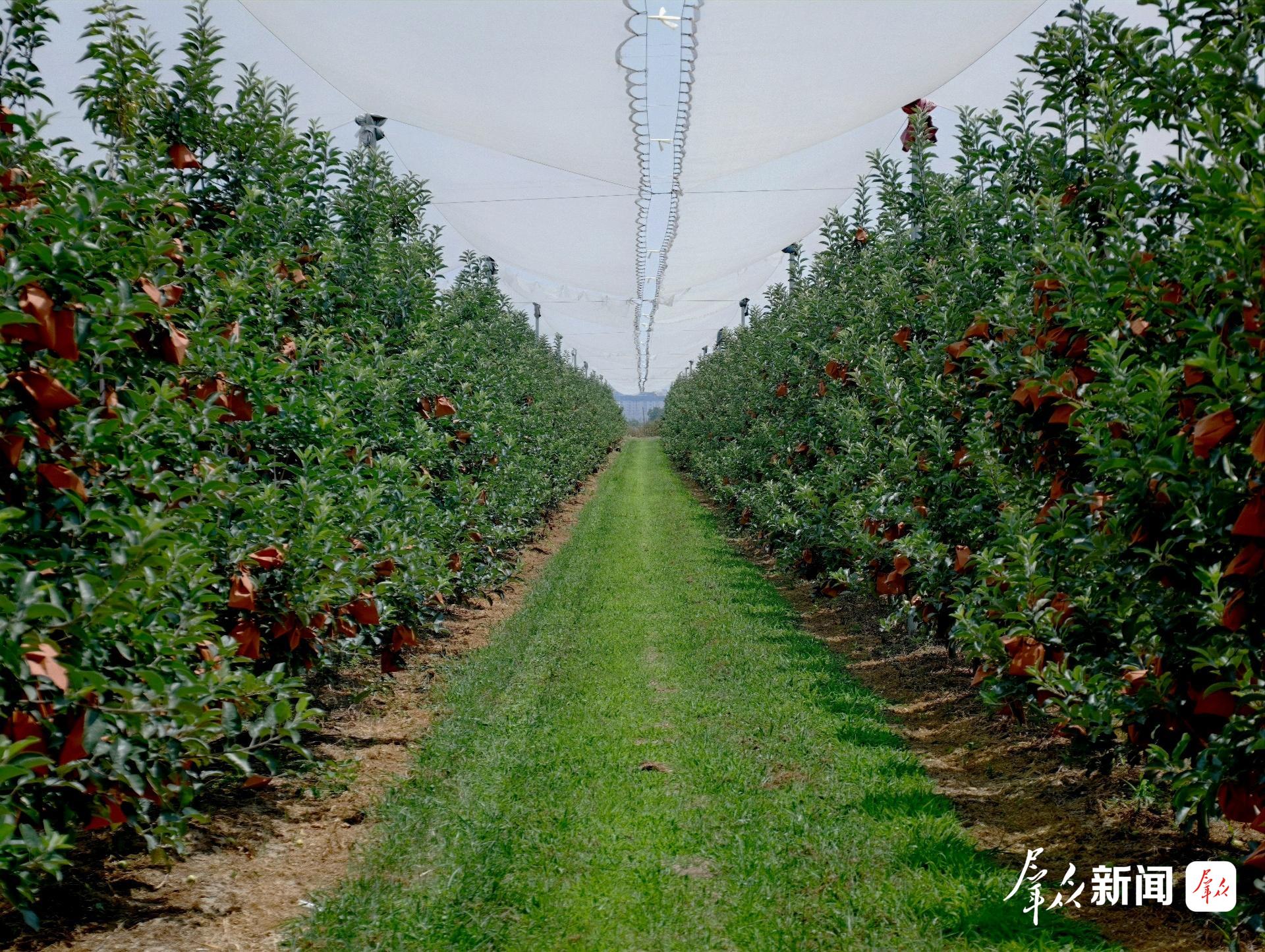 淳化润祥现代农业有限责任公司的苹果种植基地。