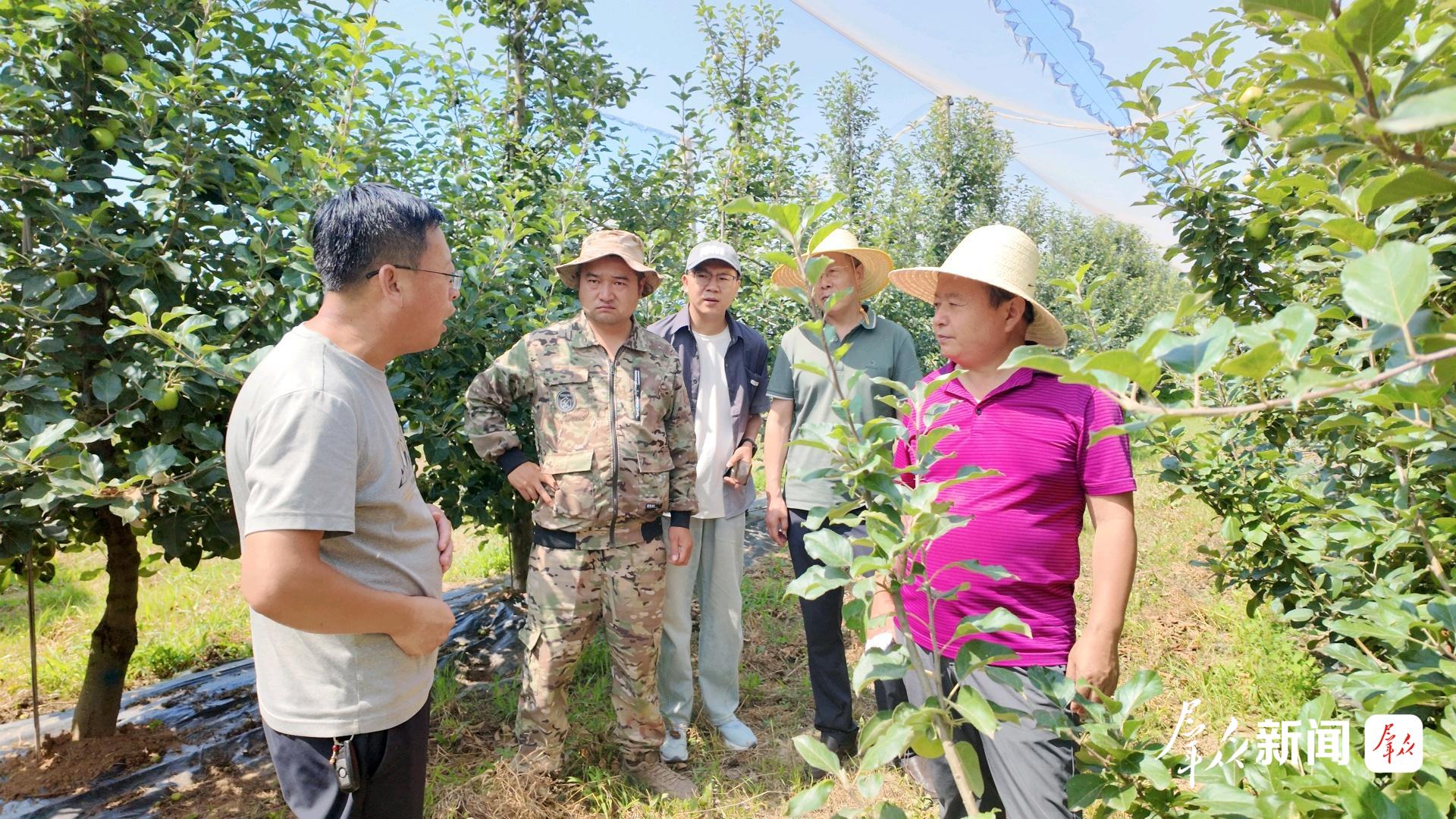 白水县振华苹果专业合作社理事长王振华(左一)正与西北农林科技大学白水苹果试验站站长高华(右一)交流。