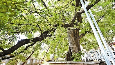 北京怀柔无牌古树纳入保护