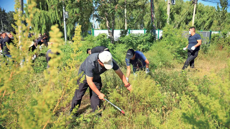 草本植物散粉期 北京打响“除草战”