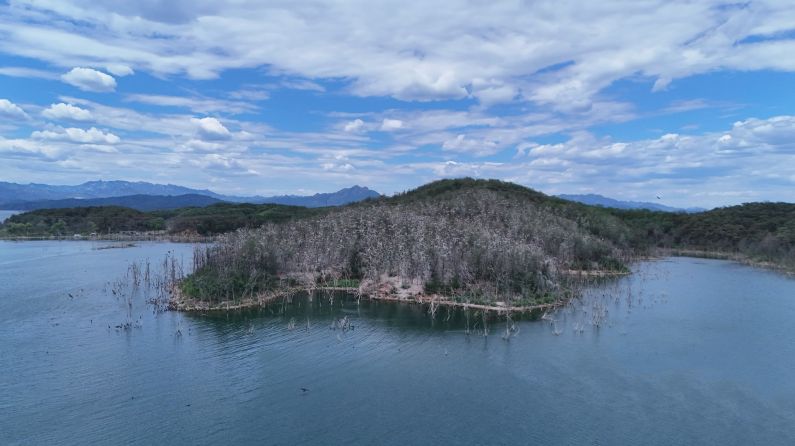 密云水库有座“神秘鸟岛”，藏着5000余只候鸟的秘密
