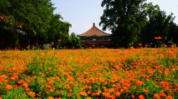春去秋来，北海公园“守田小猫”又等来一片橙黄花海