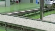 广西横州灾后茉莉花再开