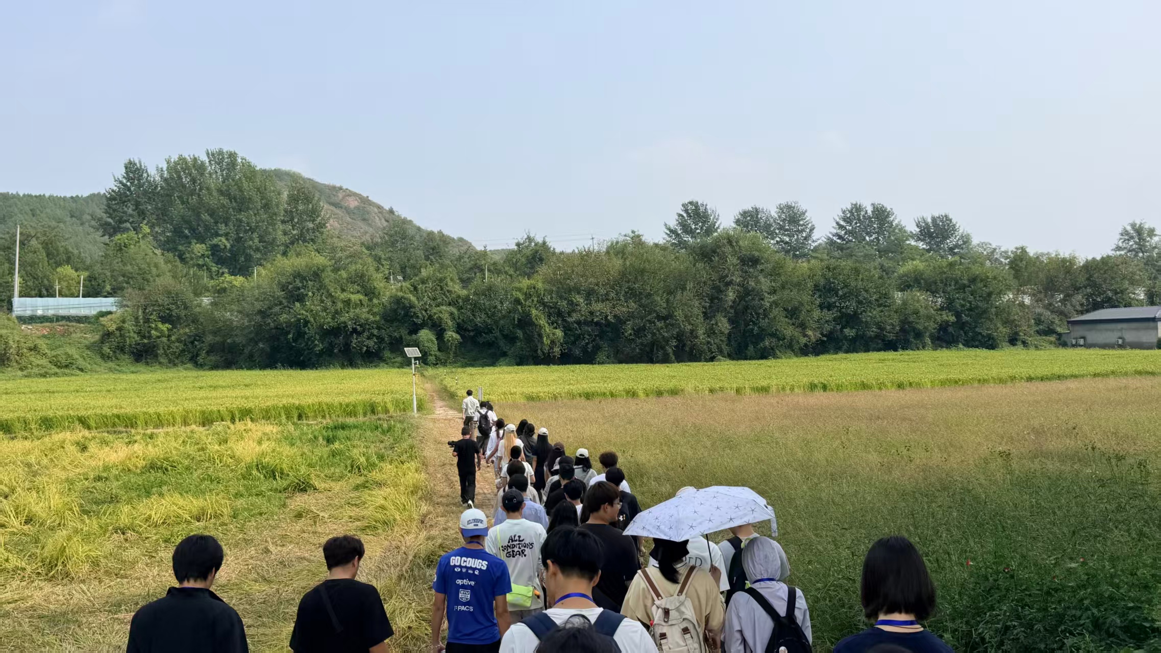 参观稻田