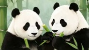 大熊猫赴美国行李箱揭密