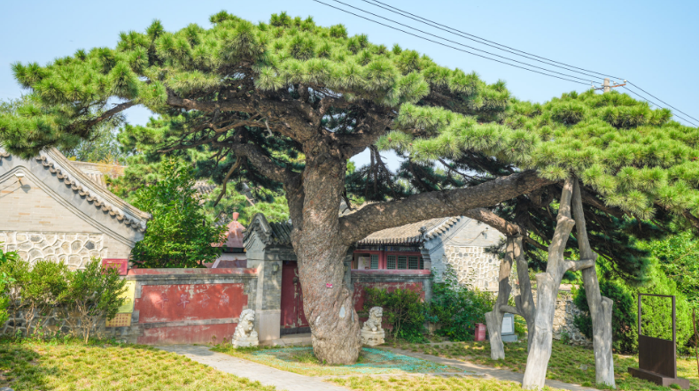 “我在北京看古树”，跟着古树寻踪线路看见不一样的北京