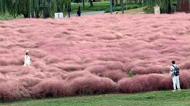 来京城紫岸公园，观粉黛花海