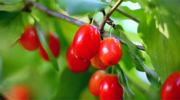 重阳遍插茱萸时