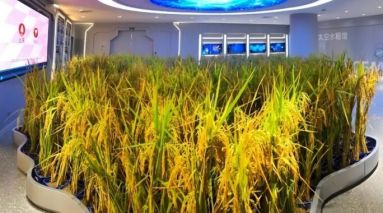 我国首次太空培育两代水稻取得新突破