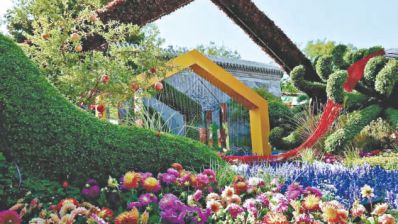 公园花正盛 周末来赏菊