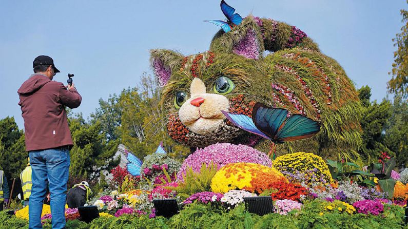 北京市第四十七届菊花（市花）展在北海公园拉开帷幕