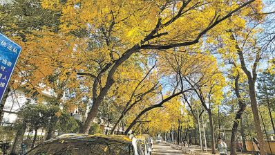 “落叶缓扫”北京延长最美秋景