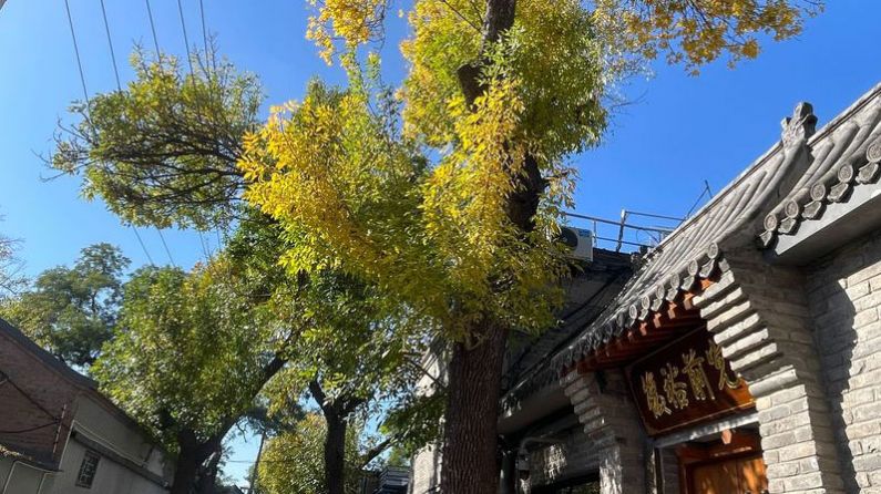 北京胡同的秋天属于白蜡树，即将达到满格金黄