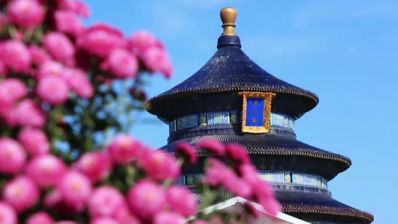 天坛公园菊花展正在进行中！万盆菊花争奇斗艳